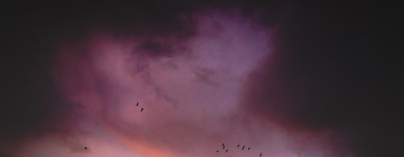 Migration & Movement