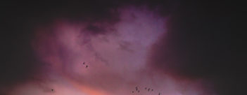 Migration & Movement