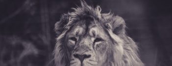 The Everlasting Kingdom