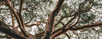Session 8 – Like God in His Peacemaking
