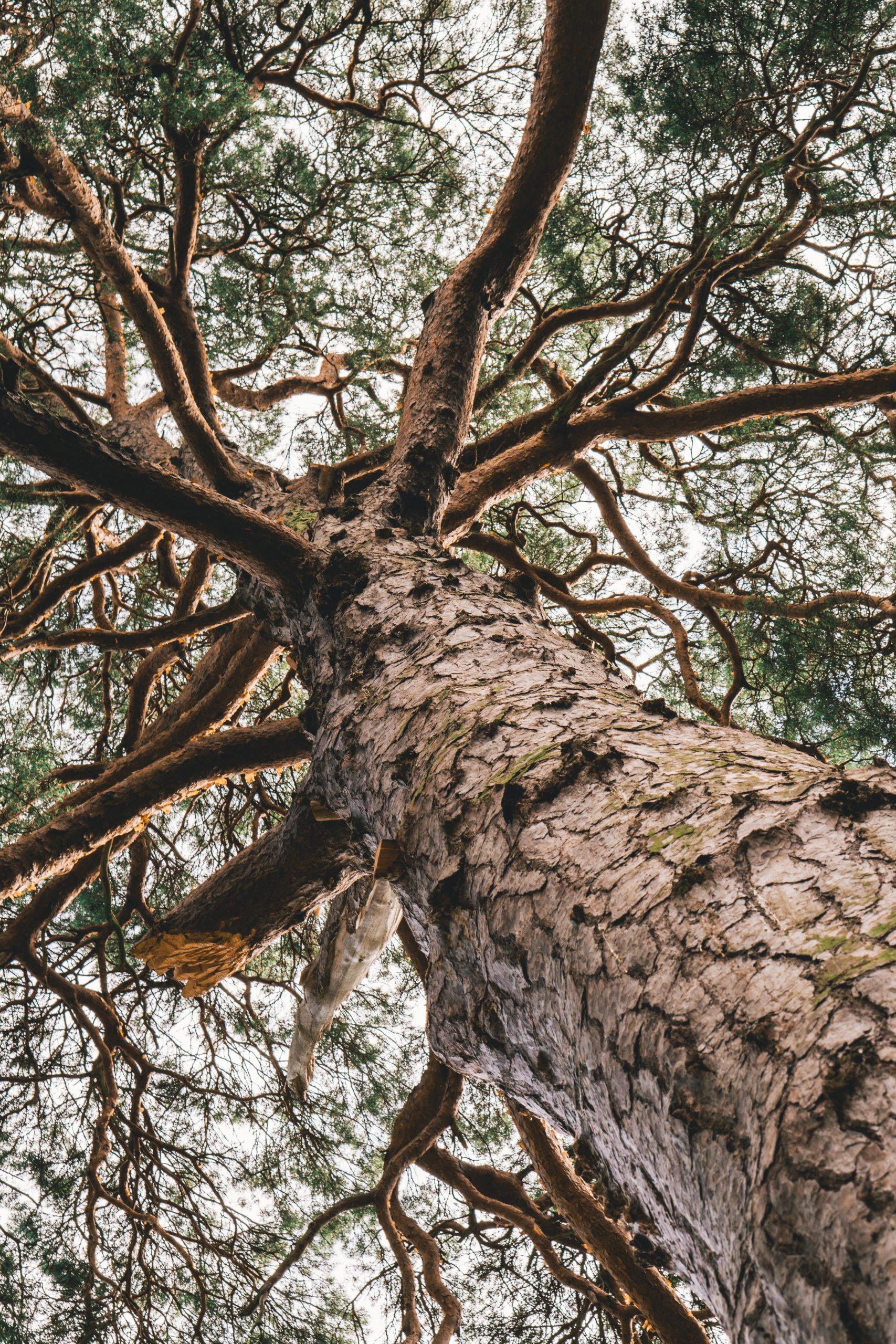 Session 8 – Like God in His Peacemaking