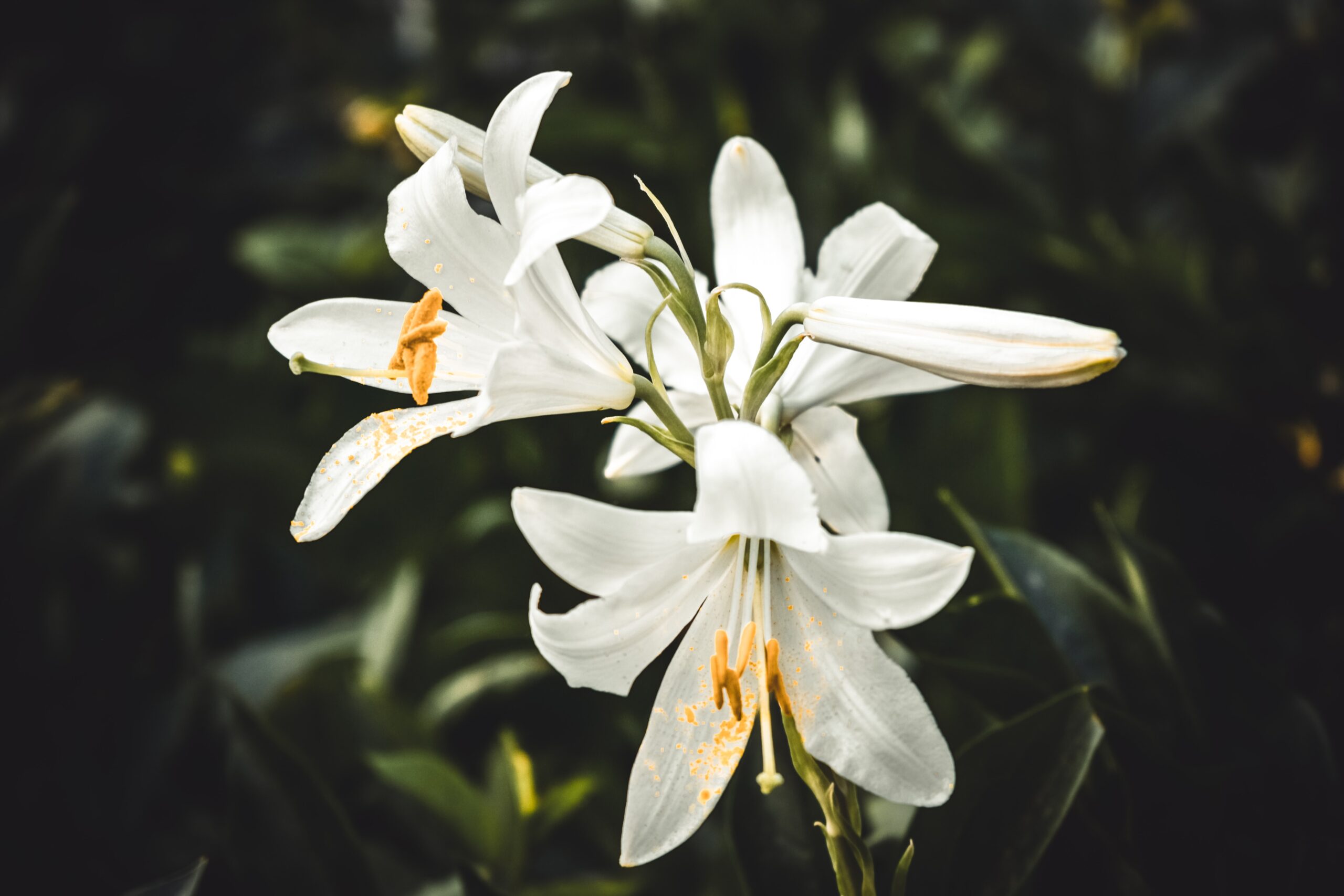 Jesus’ Final Week: Thursday II