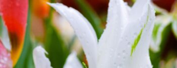 Jesus’ Final Week: Friday II