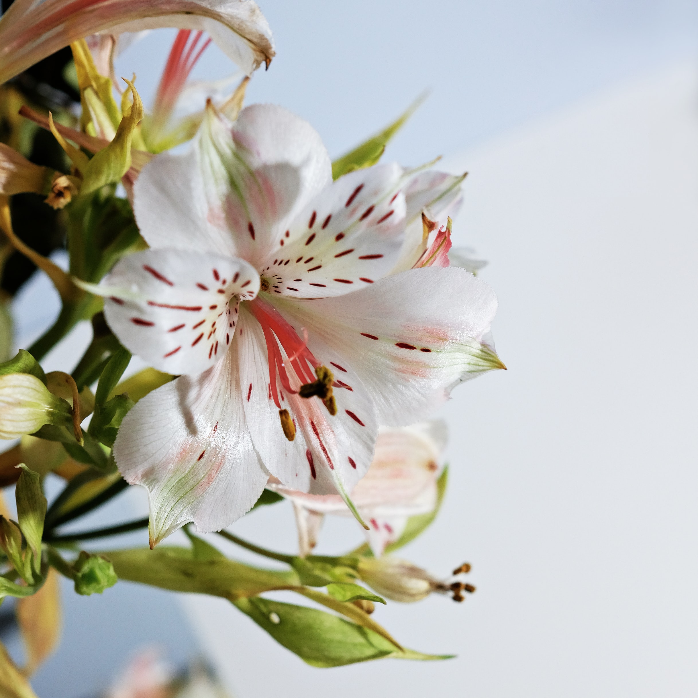 Jesus’ Final Week: Sunday II