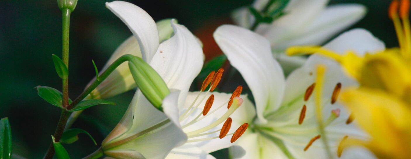 LifeBuilder: Jesus’ Final Week