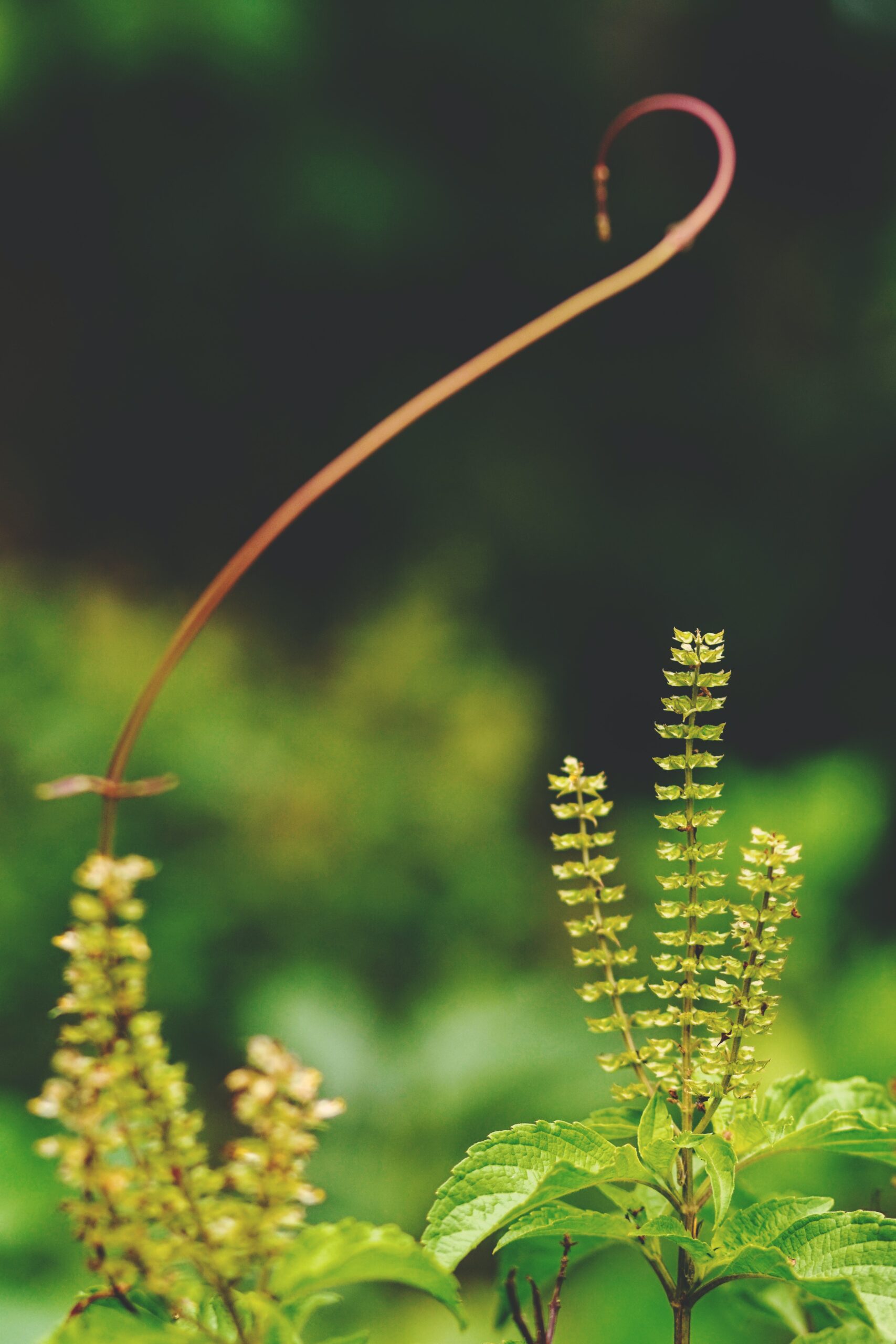 An Introduction to Creation Care – Session One