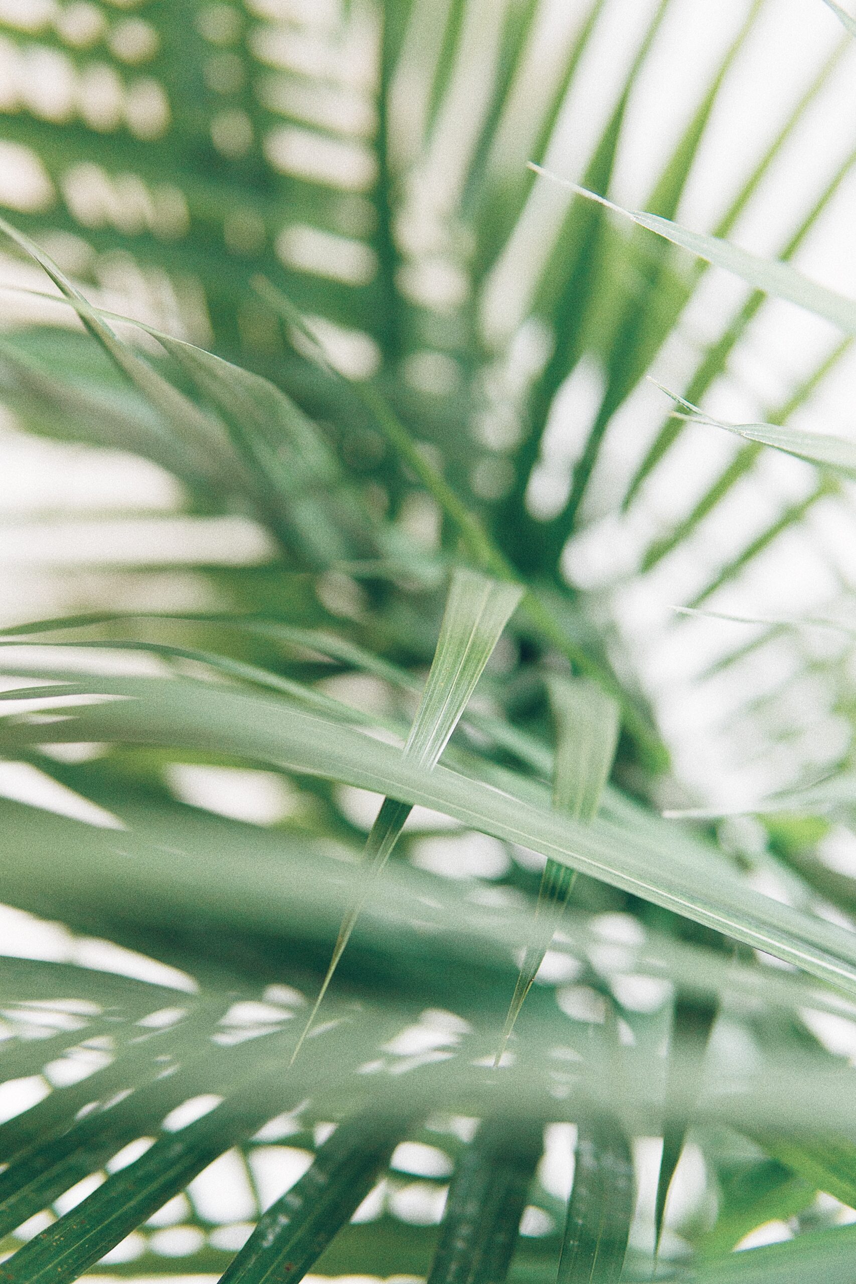 Creation Care as a Gospel Issue – Session Two