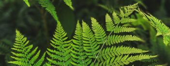 The Biblical Foundations of Creation Care – Session Three