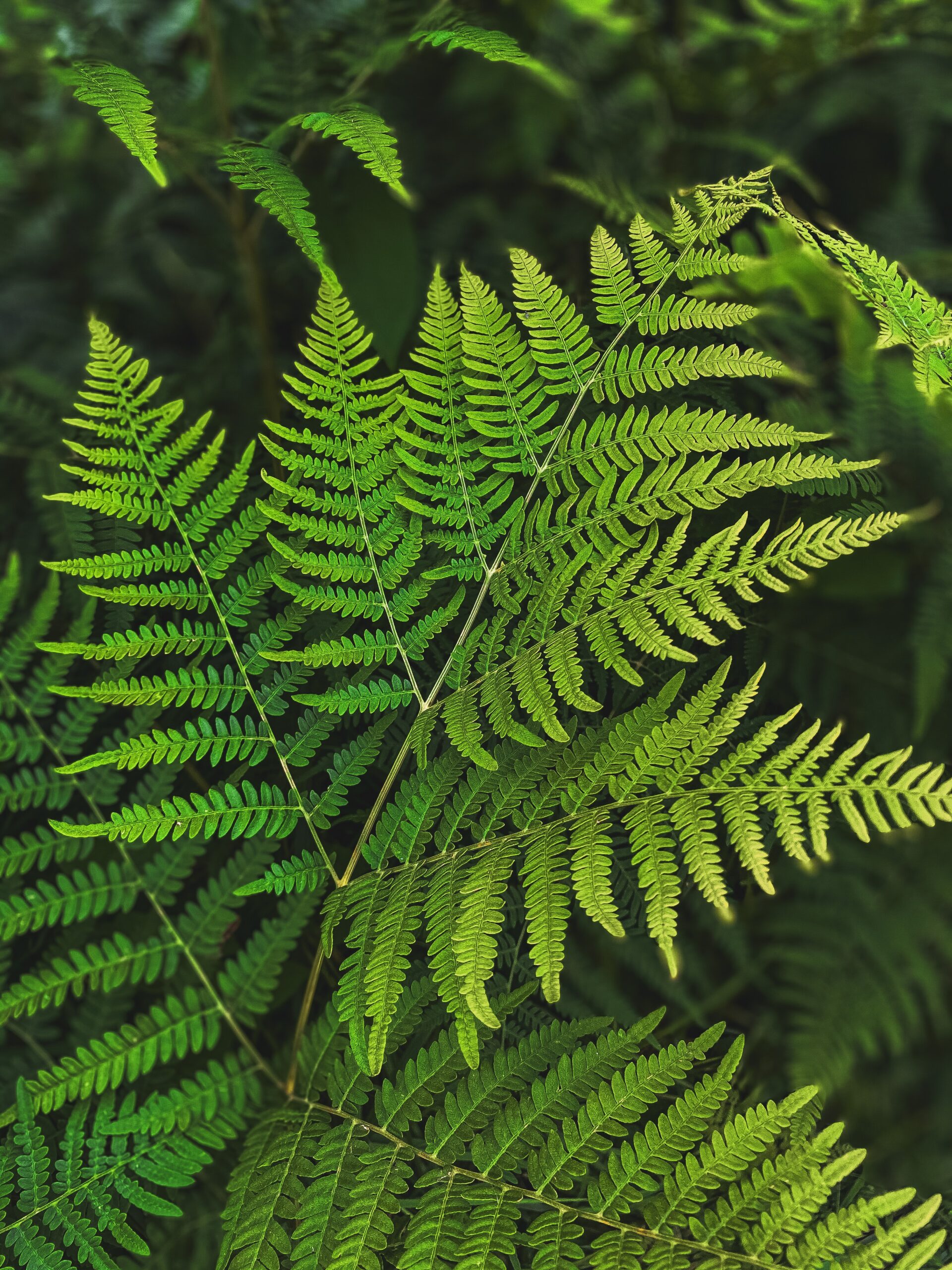 The Biblical Foundations of Creation Care – Session Three