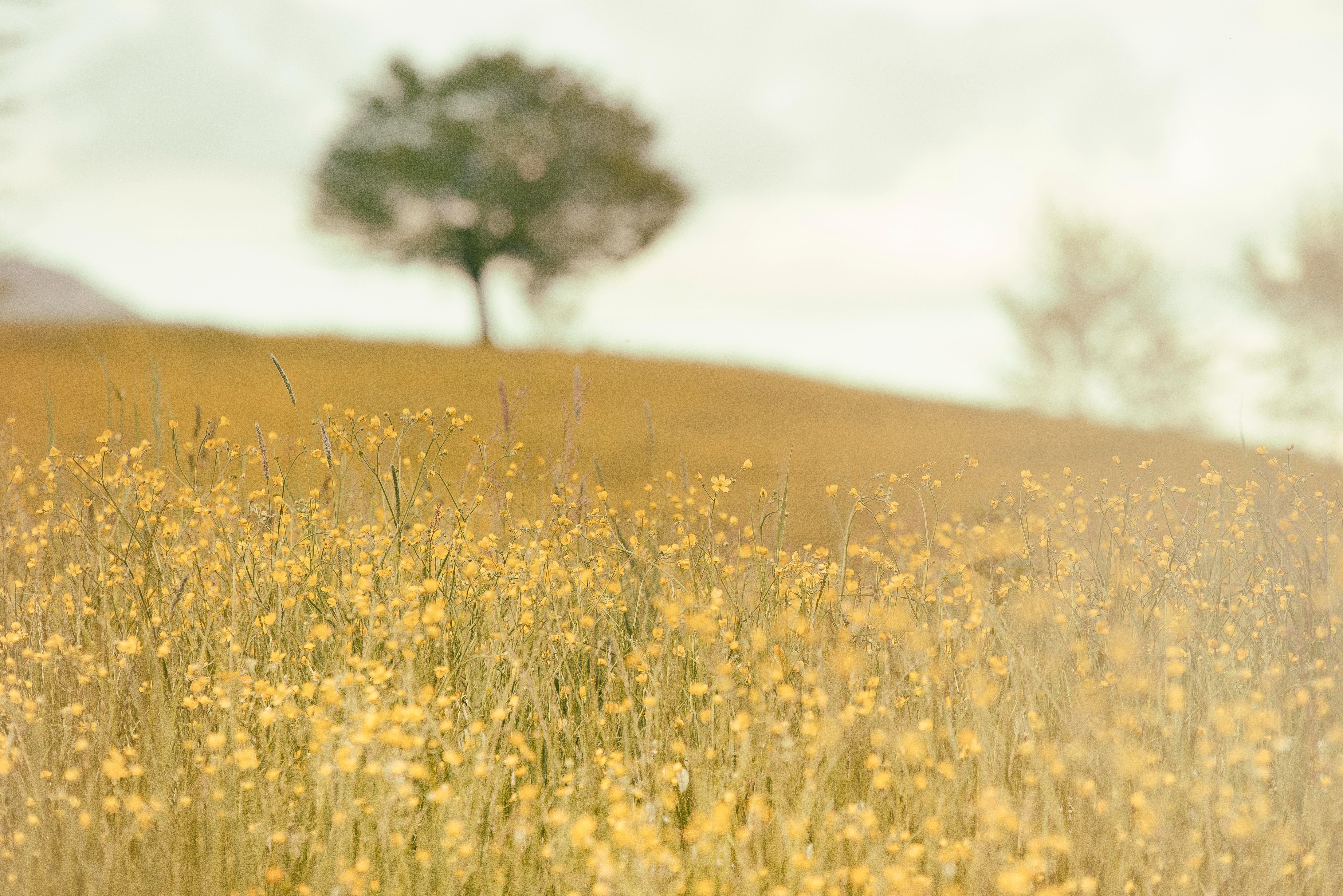 Caring for Creation One Church at a Time – Session Ten