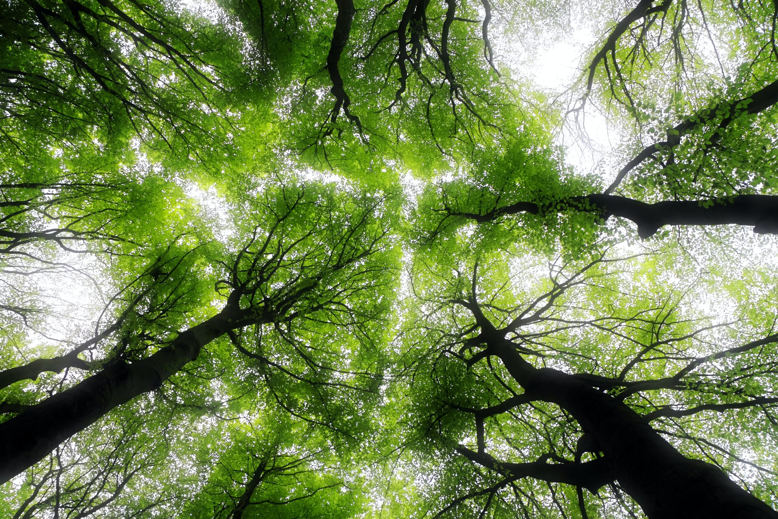 Caring for Creation for Tomorrow Starts Today – Session Twelve