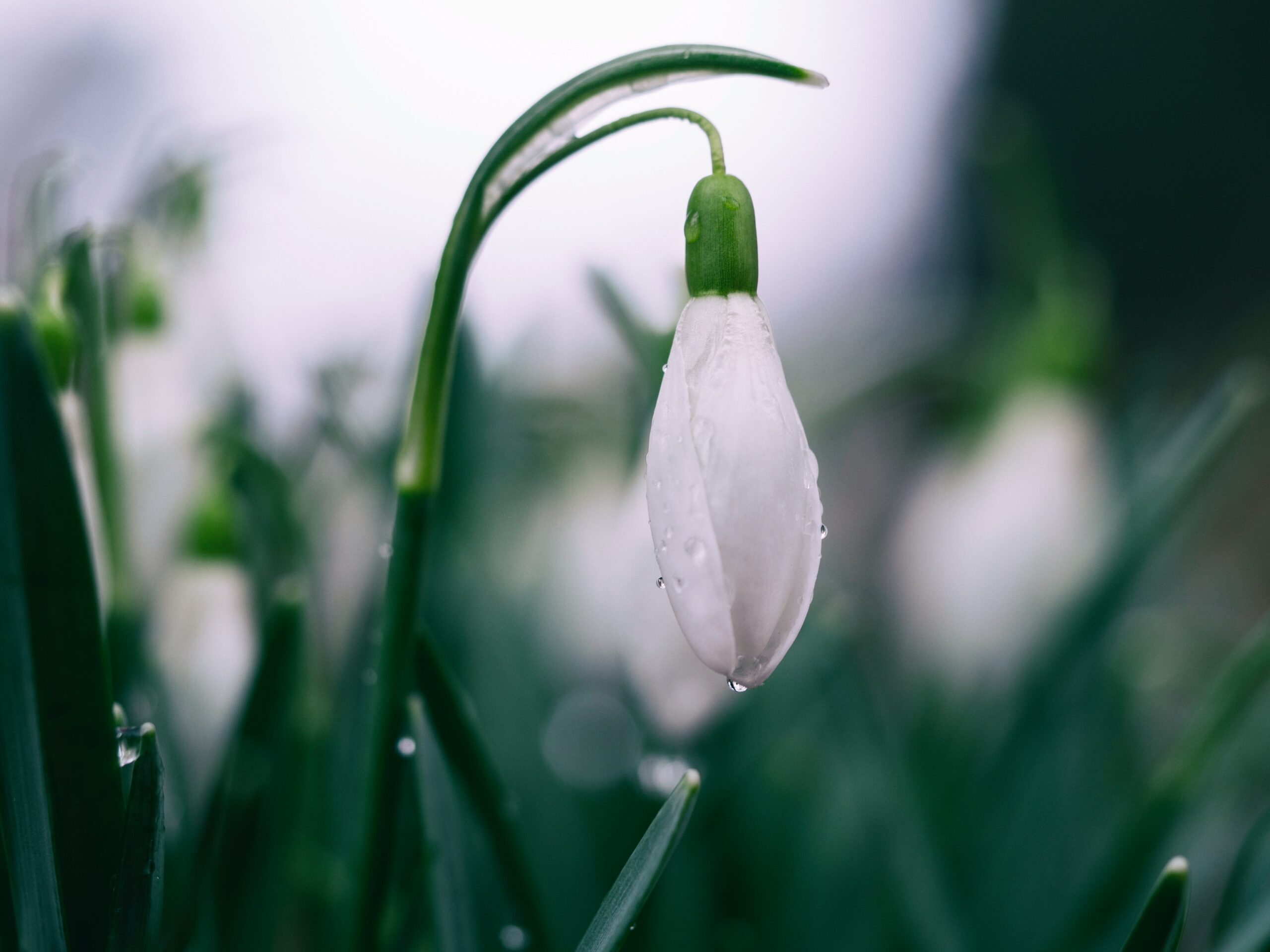What Science and Faith Can Teach Us About Creation Care – Session Seven