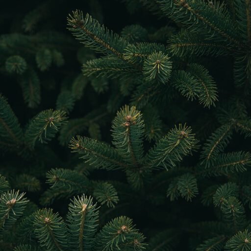 ADVENT Week One: A Time for Encouragement – First Sunday of Advent