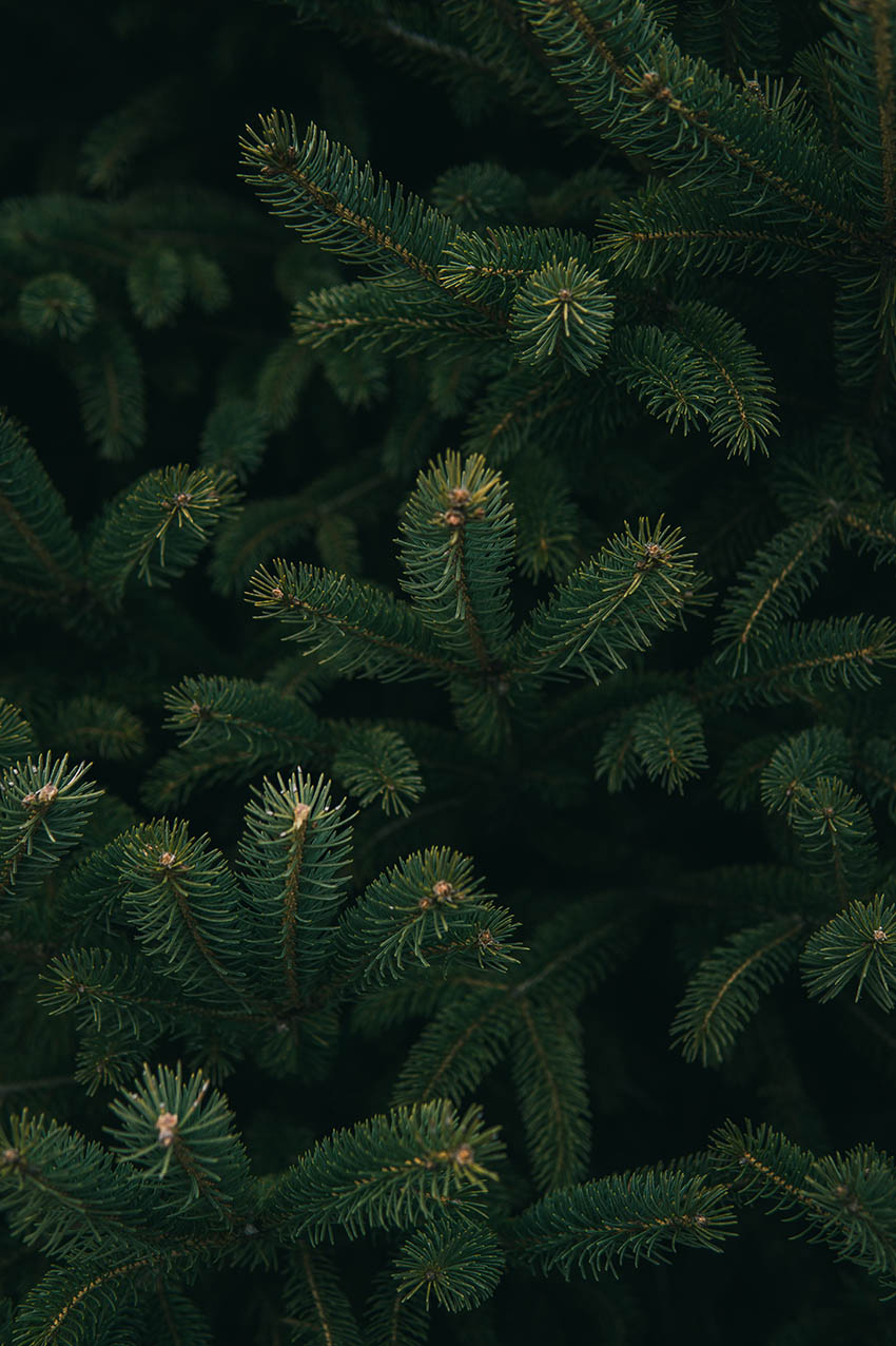 ADVENT Week One: A Time for Encouragement – First Sunday of Advent