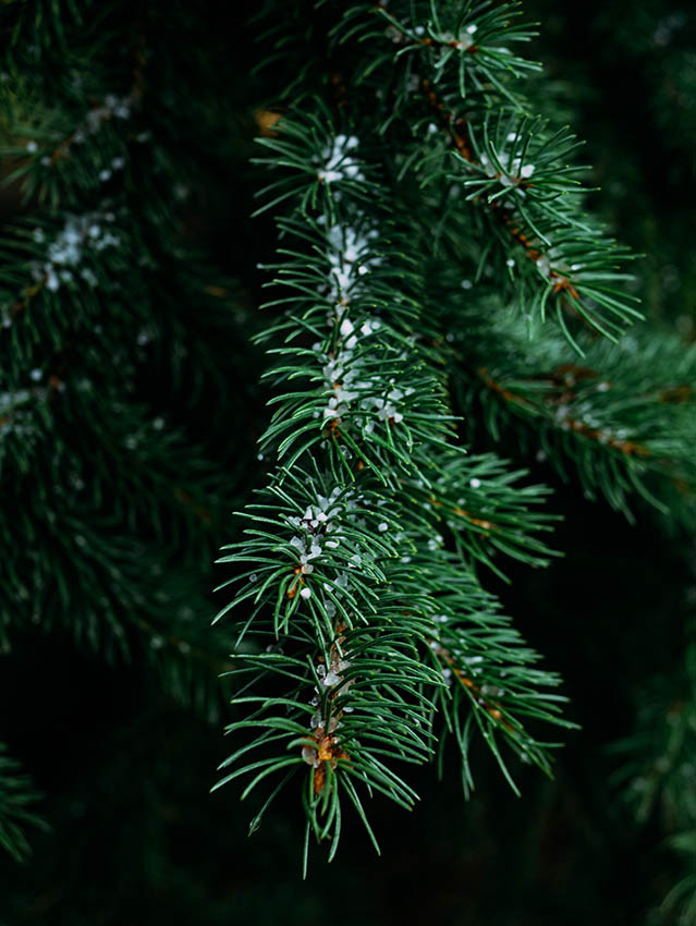 ADVENT Week Two – Tuesday