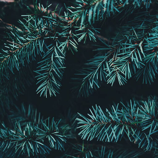 ADVENT Week Two – Friday