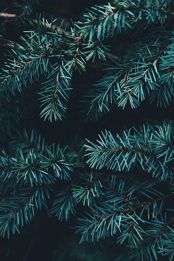 ADVENT Week Two – Friday