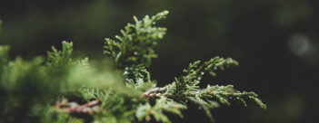 ADVENT Week Three – Monday