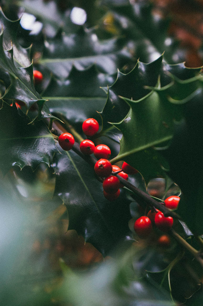 ADVENT Week One – Monday
