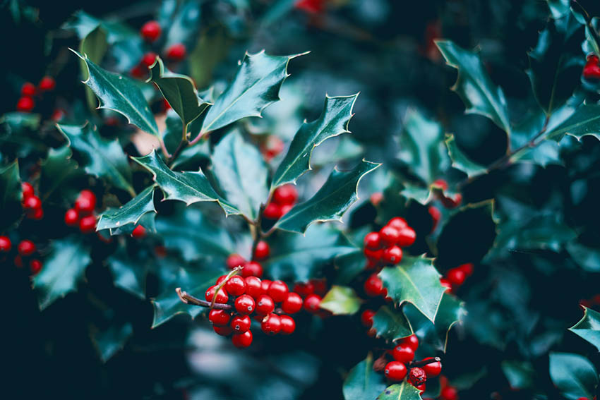 ADVENT Week Four: A Time for Celebration – Fourth Sunday of Advent