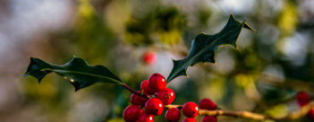 ADVENT Week Four – Monday