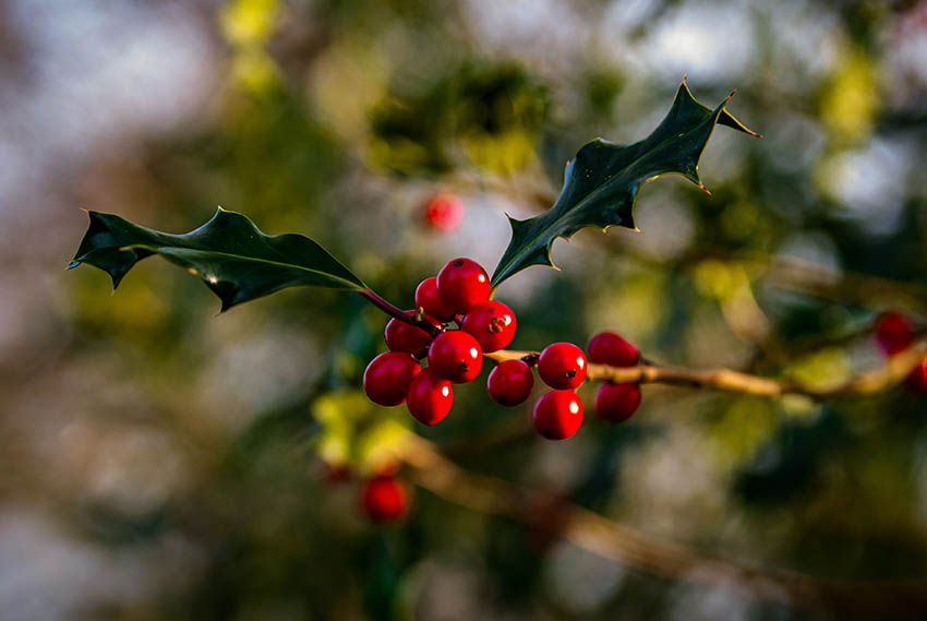 ADVENT Week Four – Monday