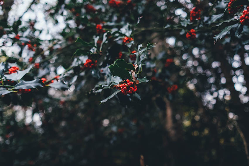 ADVENT Week One – Wednesday
