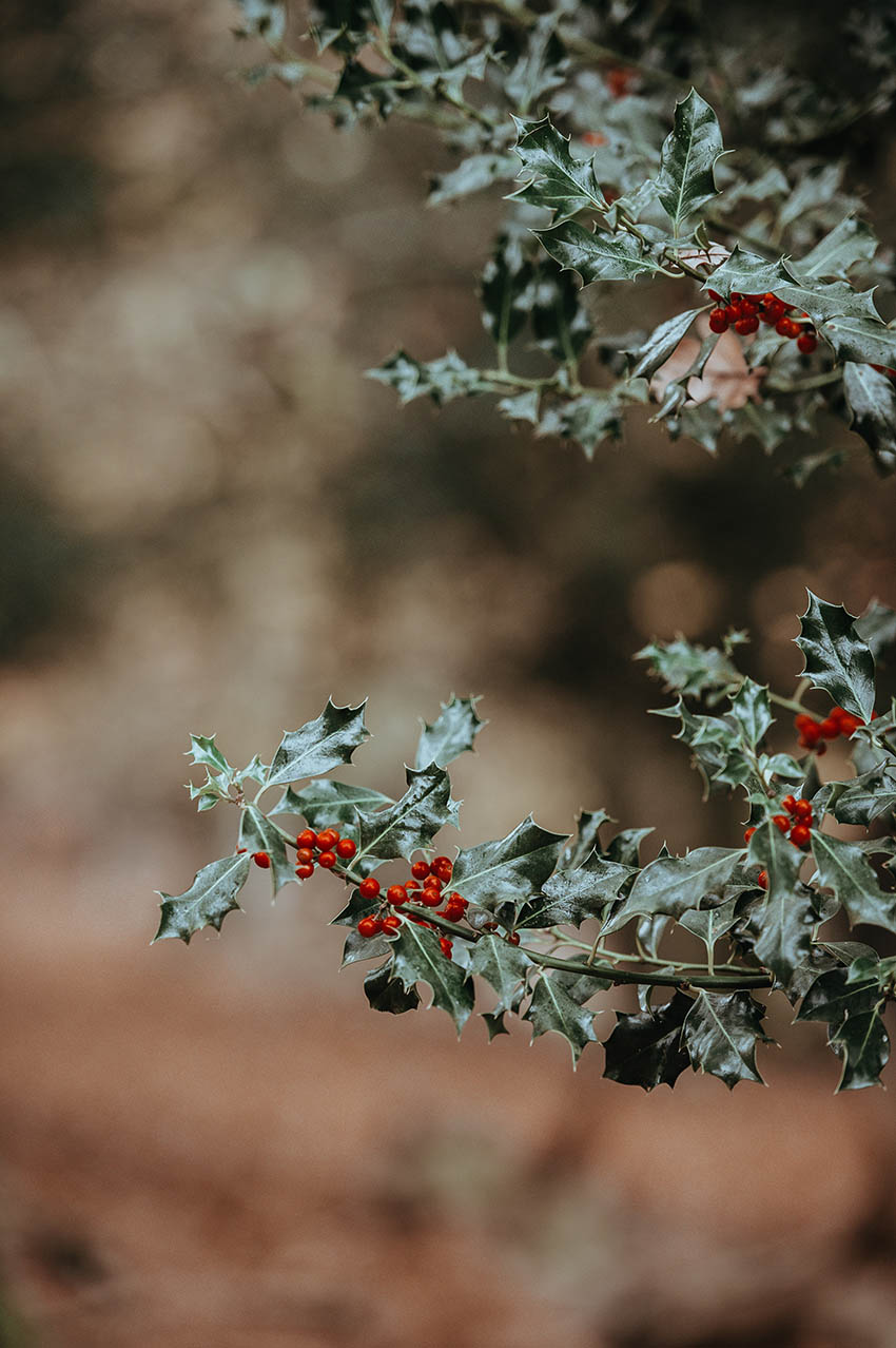 ADVENT Week One – Friday