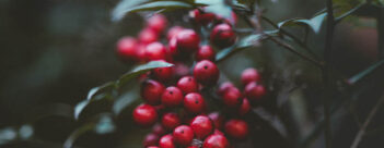 ADVENT Week One – Saturday