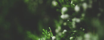 ADVENT Week Two: A time for renewal – Second Sunday Of Advent