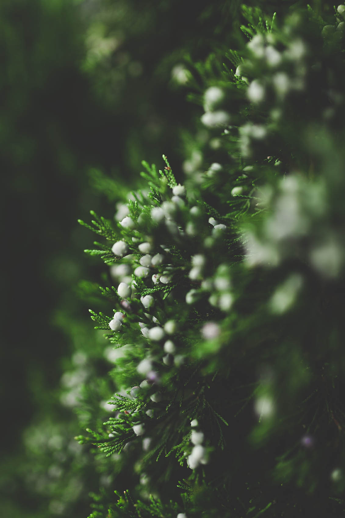 ADVENT Week Two: A time for renewal – Second Sunday Of Advent