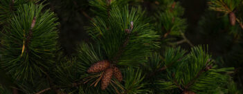 ADVENT Week Two – Monday