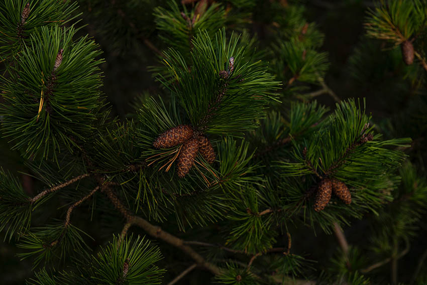 ADVENT Week Two – Monday